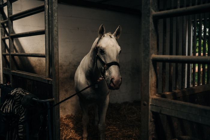 Weißes Pferd im Stall
